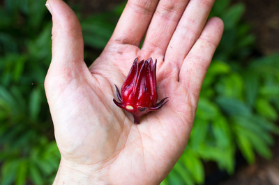 Hibiscus sabdariffa